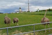 straussenfarm-2026-3.jpg